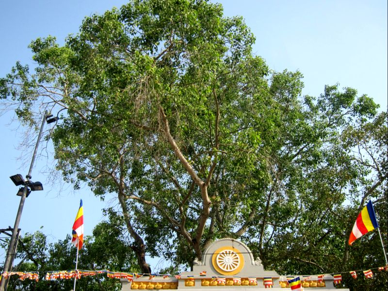 Святое дерево Бо в городе Анурадхапура, отросток от дерева под котрым сидел Будда. Шри Ланка.  Фото Лимарева В.Н